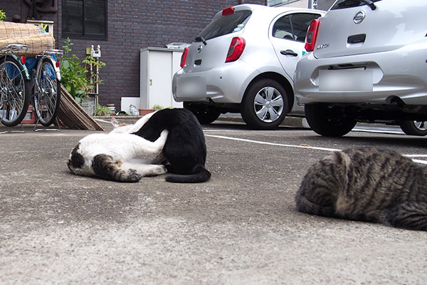 シマヲの背後で猫レス始まる