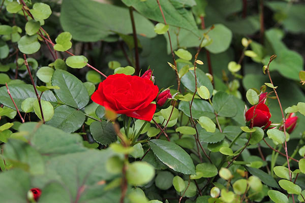 flower red rose small