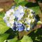 hydrangeia flower blue