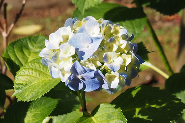 hydrangeia flower blue