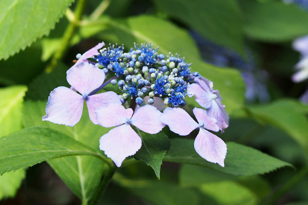 hydrasia gin place flower purple