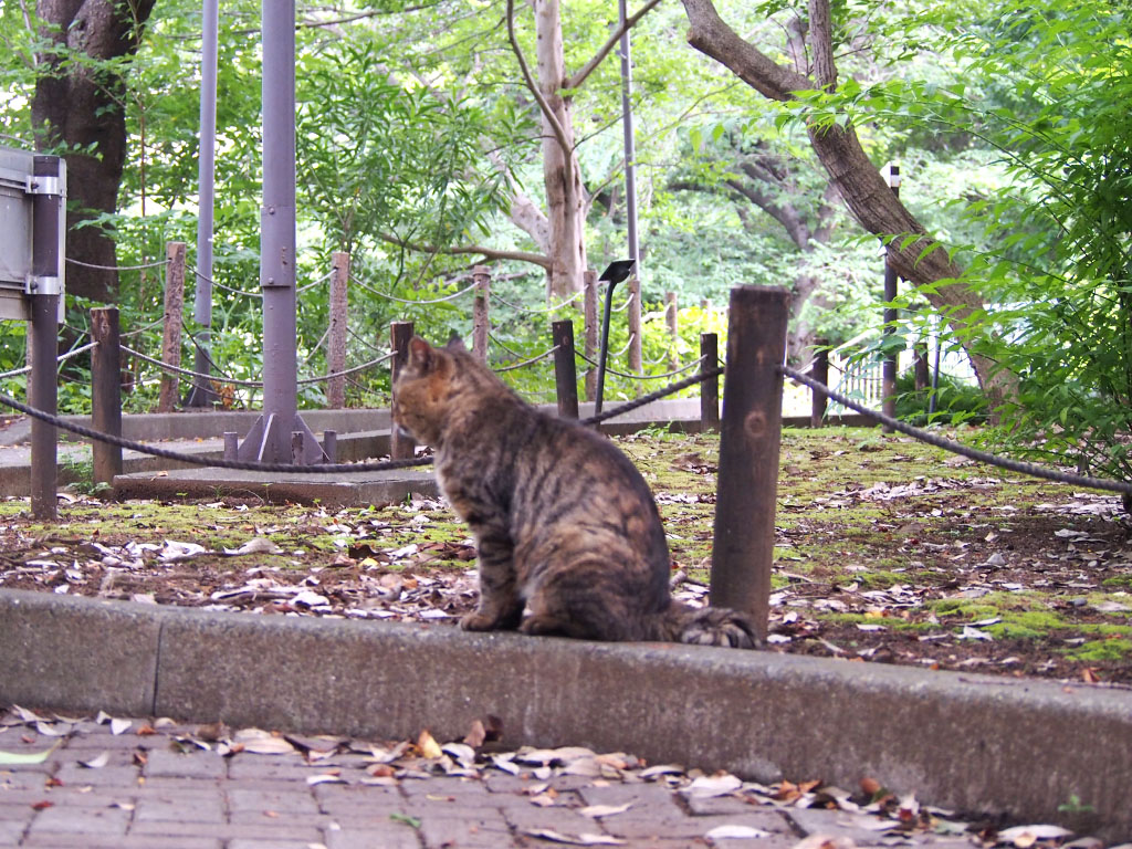 tokky_cat face on his back