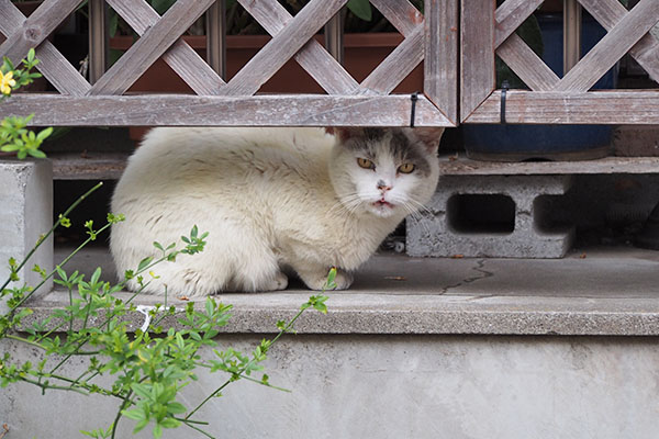 ジュリ　ベランダ左端