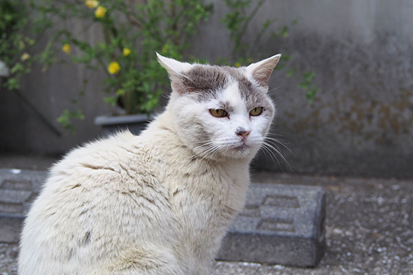 ジュリ　耳を平らにして