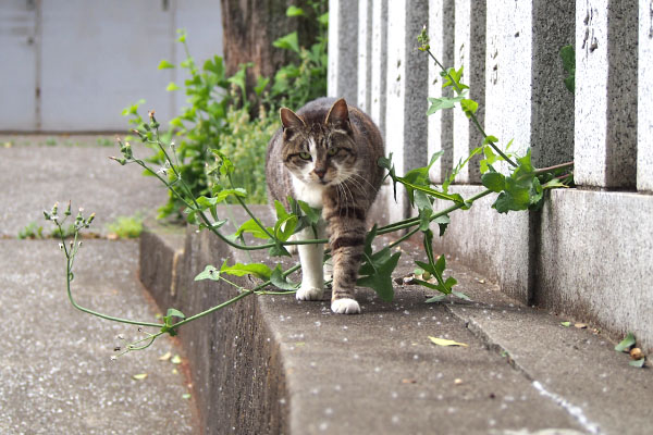 葉っぱを越えて　雫