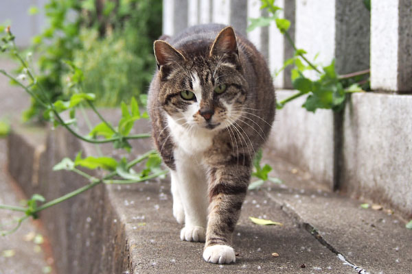 来たね　雫