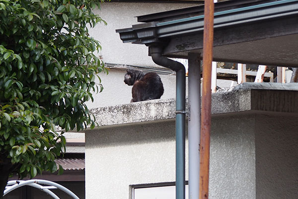 オブシ　高い場所でカキカキ