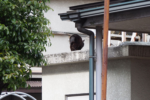 高い場所に黒猫さん　オブシ