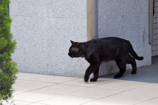 オブシ　首の近くハゲてる