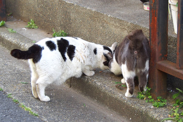 食べるお尻　ちびと坊２