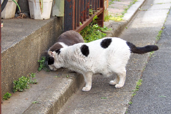 食べる再度　ちびと坊