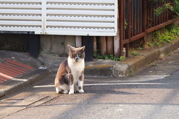 坊を見るイカ耳　ちびにゃん