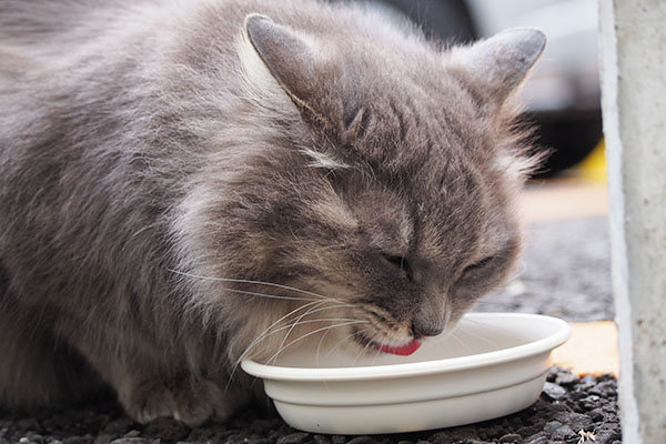 食べるマフ　アップ