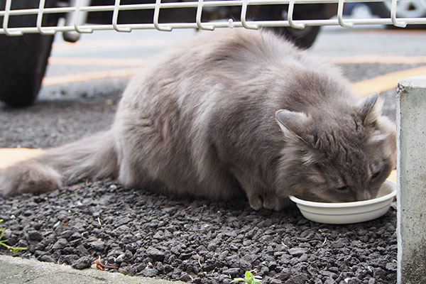 食べるマフ