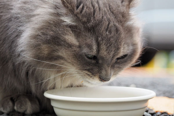 Mafu eating