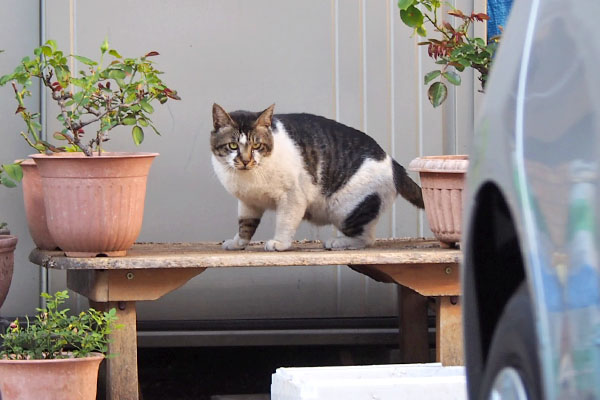 オンブレ　こちらを確認