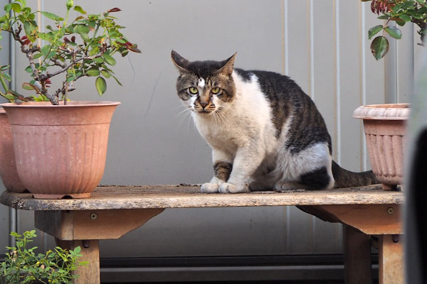 オンブレ　座ってジッと見る