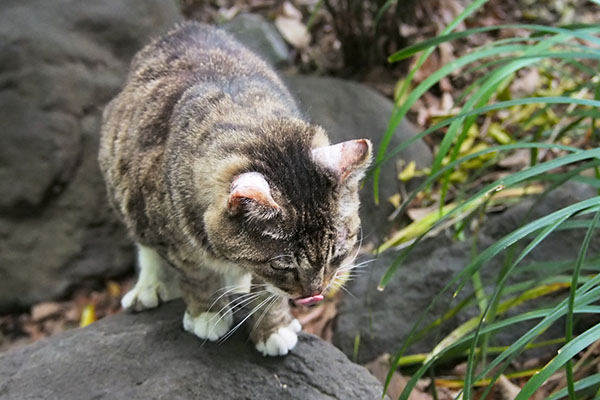 フォックス　ちょっと移動