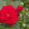 flower red rose 薔薇