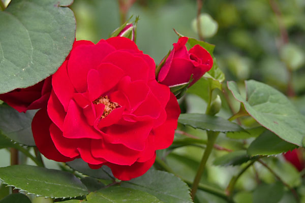 flower red rose 薔薇