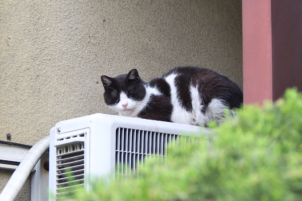 ニコル　向こう側室外機２