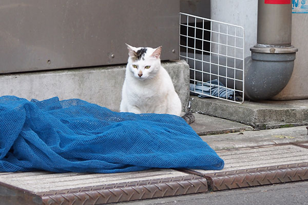 オーロラ　視線外す