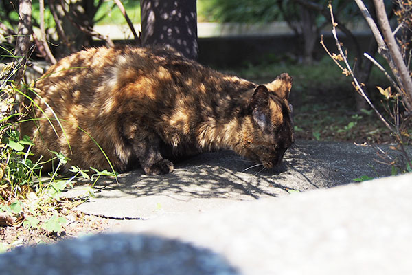 ラコ　食べる２