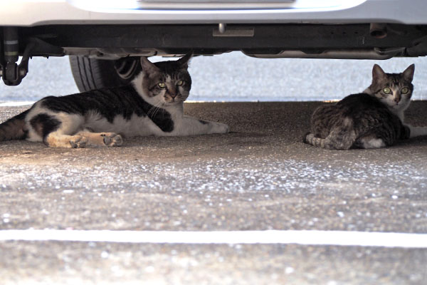 オンブレ　車の下　さくらと並ぶ