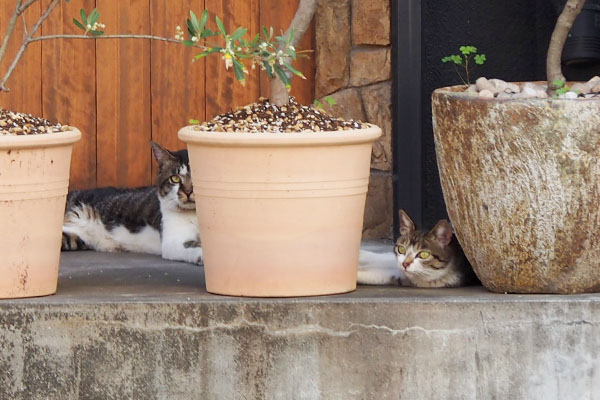 さくらとオンブレ　向かい１