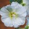 flower white tachiaoi closeup