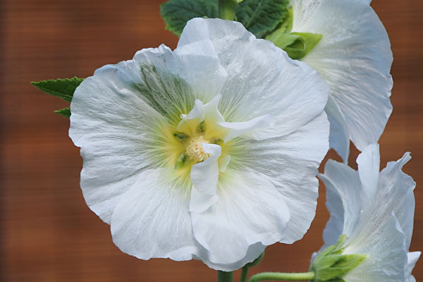 flower white tachiaoi closeup