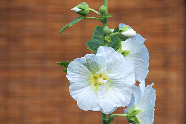 flower white tachiaoi