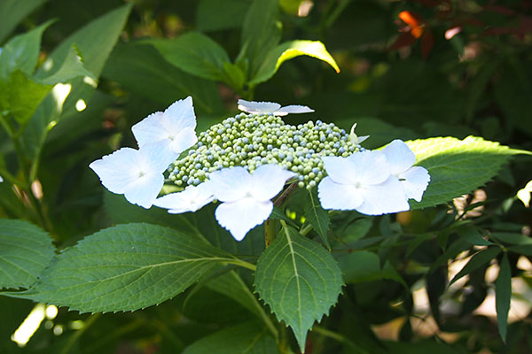 flower hydrangea blue ajisai