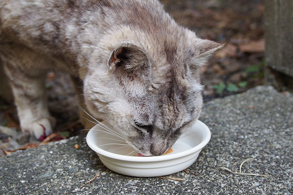 食べる銀