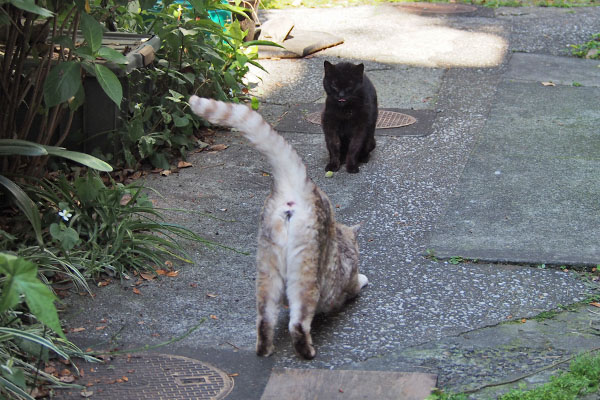 アカシ出て来た　伸びする銀