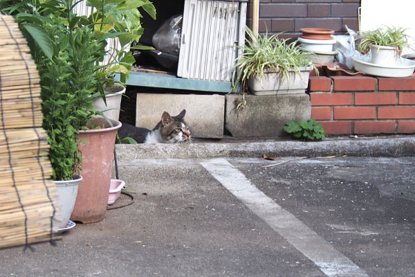 車の下を見る　オンブレ