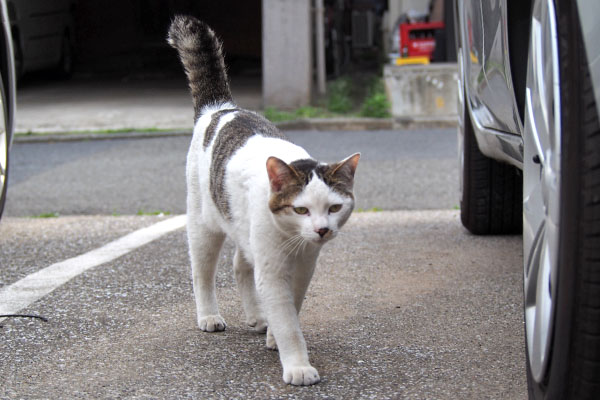 戻ってきた　コチュ