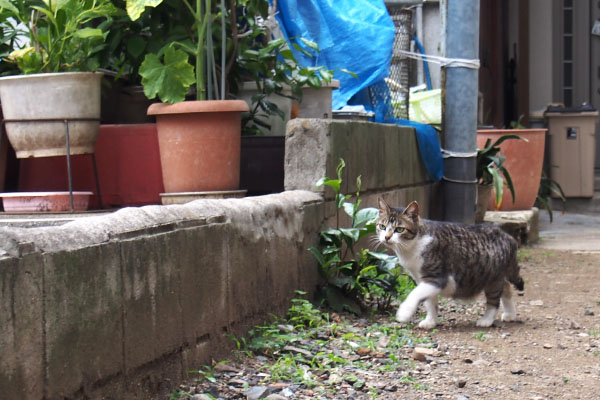 やって来た　さくら