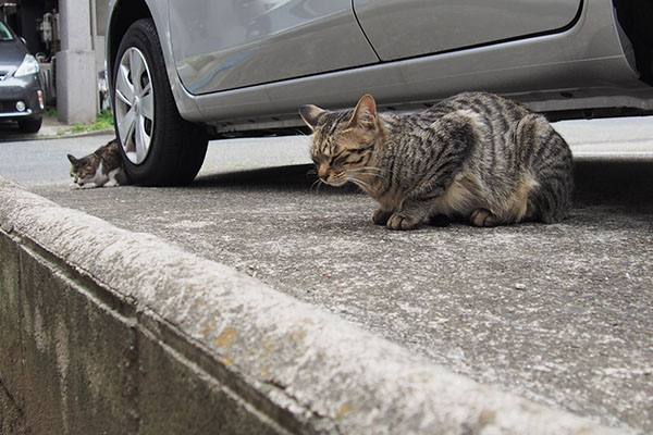 シマヲと遠くにさくら