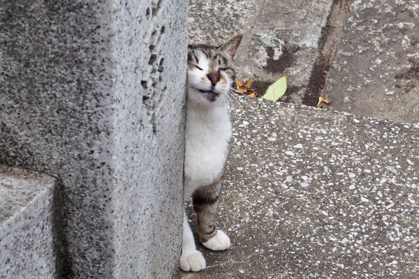 雫のスリスリを見てみる