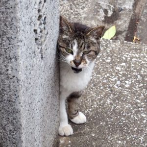 shizuku beside stonepillar