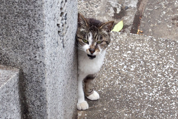 shizuku beside stonepillar