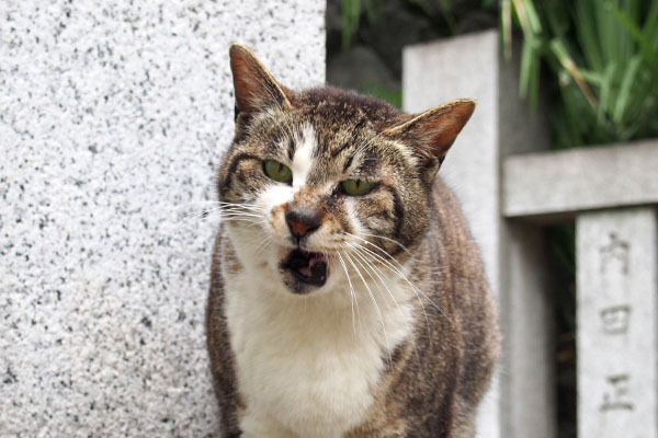 お口整理の雫　かわいい