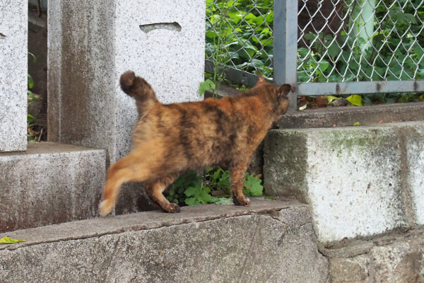 後ろ足伸びながら　クロテ