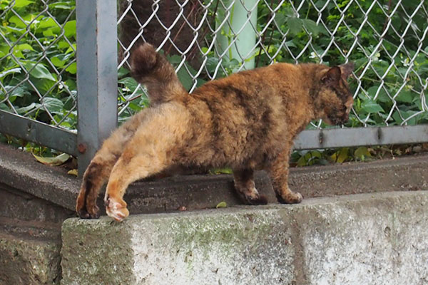 両足を伸ばしてる　クロテ