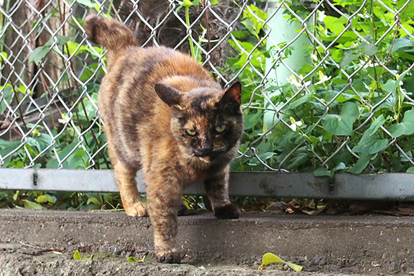 正面からかっちょいい　クロテ