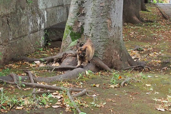 クロテ　爪とぎしながら