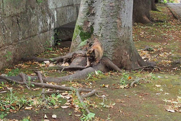 クロテ　爪とぎしながら２