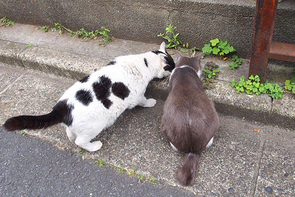 坊とちびにゃん　食べる背中２つ