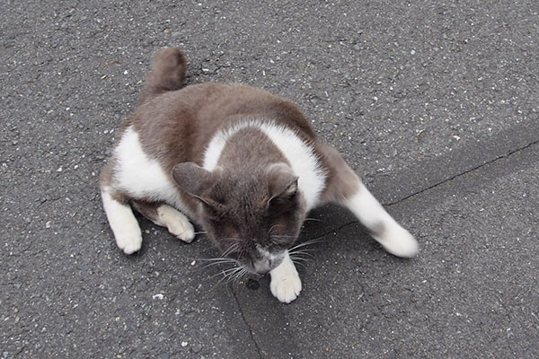 道路の真ん中にちびにゃん